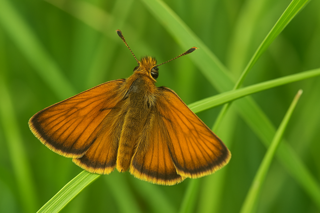Center for Food Safety Sues U.S. Agency Over Delayed Protection for Endangered Butterfly