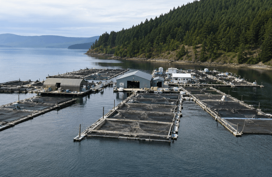 Center for Food Safety Plans Legal Action Against Washington Shellfish Hatchery Over Alleged Pollution Center for Food Safety Plans Legal Action Against Washington Shellfish Hatchery Over Alleged Pollution