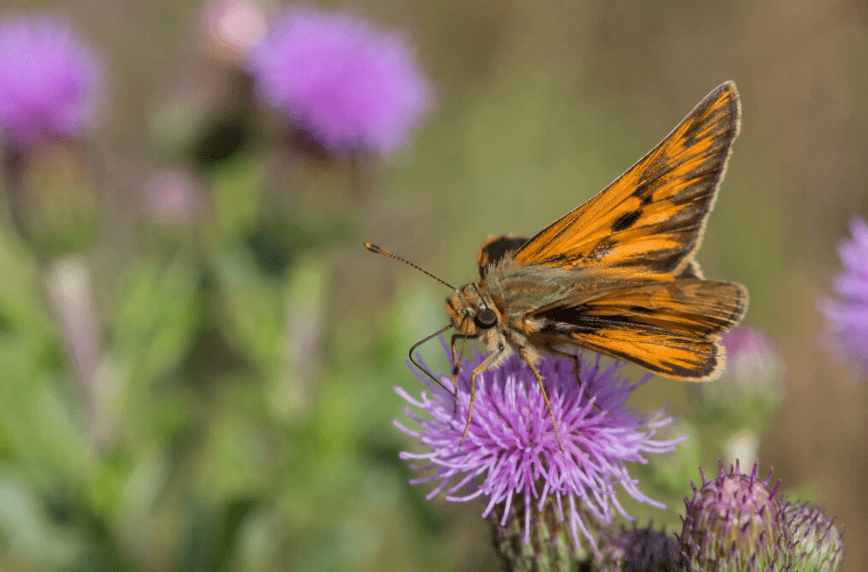 Center for Food Safety Sues U.S. Agency Over Delayed Protection for Iowa Skipper Butterfly Center for Food Safety Sues U.S. Agency Over Delayed Protection for Iowa Skipper Butterfly