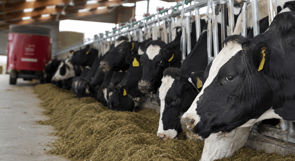 U.S. Dairy Industry Pushes for Stronger USMCA Enforcement Ahead of Trade Review U.S. Dairy Industry Pushes for Stronger USMCA Enforcement Ahead of Trade Review