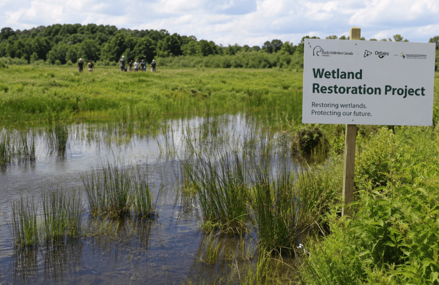 Ontario Invests .1 Million in Wetland Restoration to Strengthen Flood Protection and Climate Resilience Ontario Invests .1 Million in Wetland Restoration to Strengthen Flood Protection and Climate Resilience