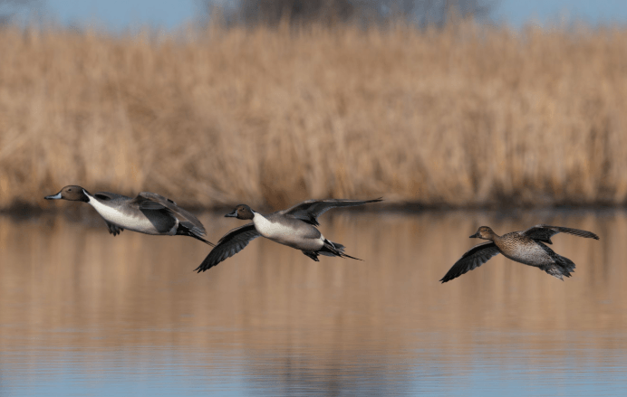 Manitoba Wildlife Federation Urges Compliance With Waterfowl Rules as Zebra Mussels Spread Manitoba Wildlife Federation Urges Compliance With Waterfowl Rules as Zebra Mussels Spread