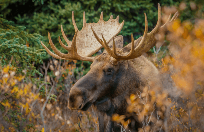 Manitoba Wildlife Federation Calls for Full Moose Harvest Closure in Duck Mountain and Porcupine Forest Manitoba Wildlife Federation Calls for Full Moose Harvest Closure in Duck Mountain and Porcupine Forest